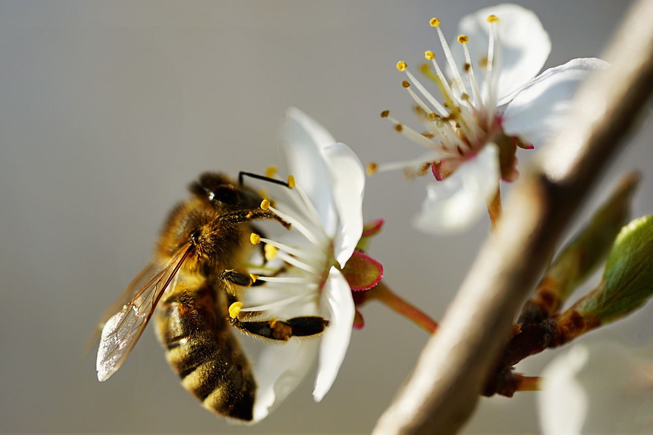 How Eating Insects Could Help the Environment